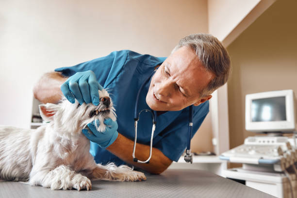 Best Emergency Root Canal Therapy in Cresson, TX